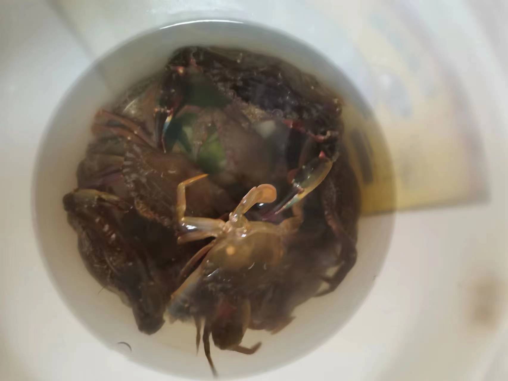 赤甲红蟹