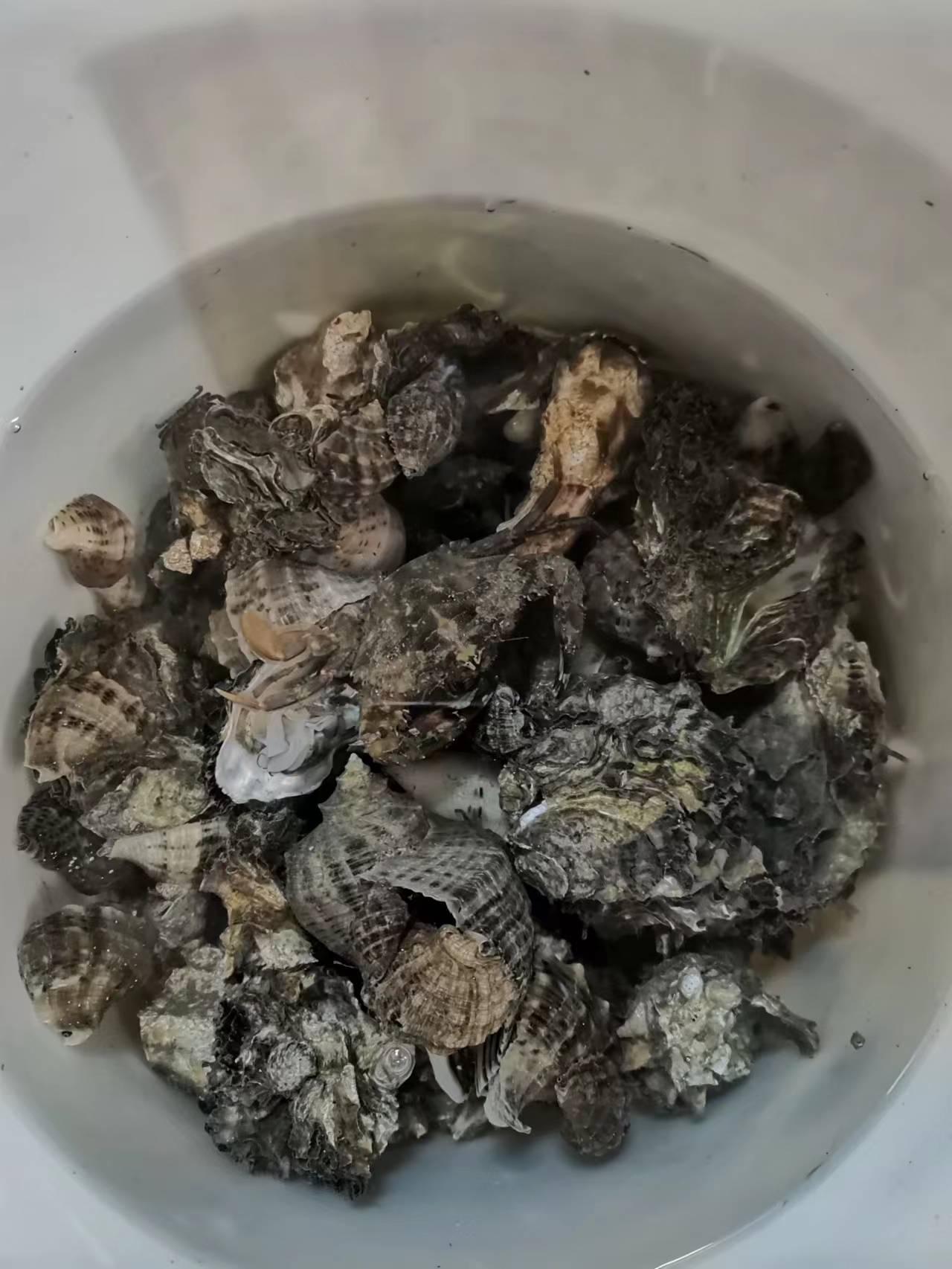 海螺、海蛎子